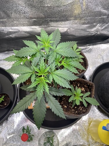 Growreport Bild 1