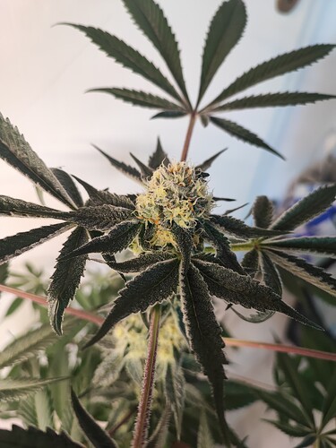 Growreport Bild 13