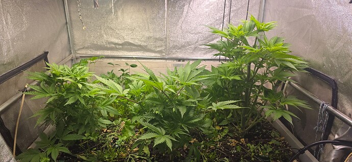 Growreport Bild 4