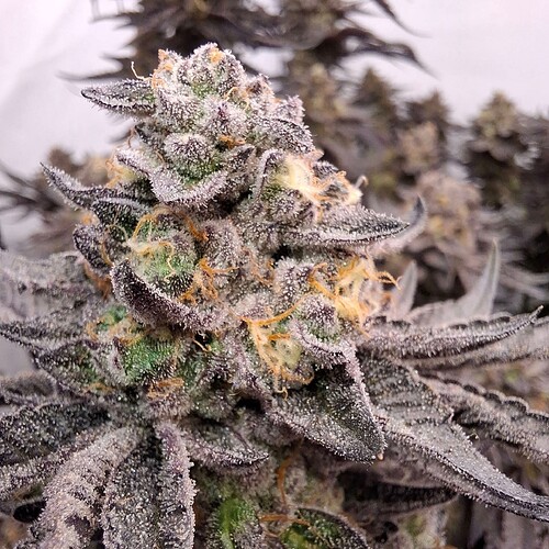 Growreport Bild 41