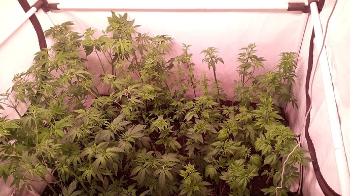 Growreport Bild 36