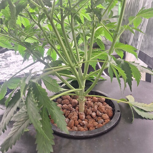 Nahaufnahme des Stammes einer jungen Cannabispflanze, die in Tonkügelchen in einem schwarzen Behälter wächst.