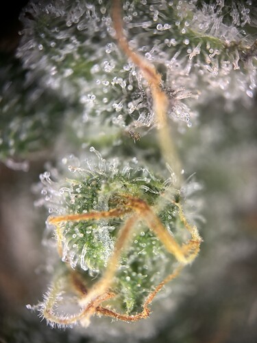 Growreport Bild 30