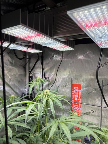 Growreport Bild 2