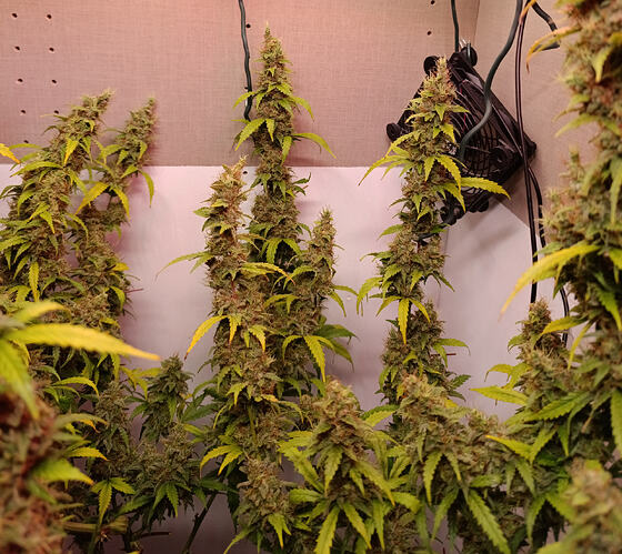 Growreport Bild 7
