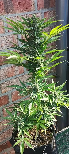 Screenshot_2024-08-15-21-50-08-116_com.miui.gallery