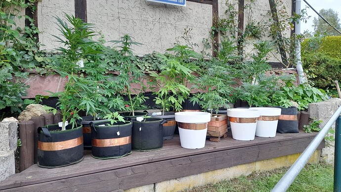 Growreport Bild 1