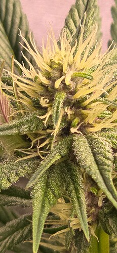 Growreport Bild 4