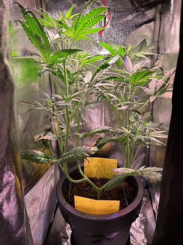 Growreport Bild 4