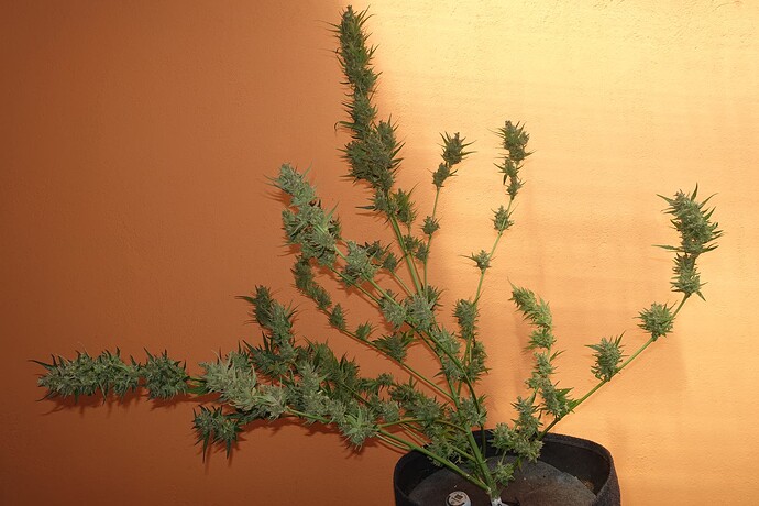 Growreport Bild 11