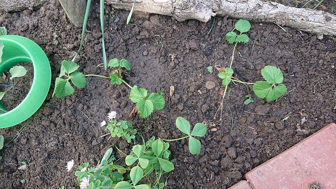 Growreport Bild 3