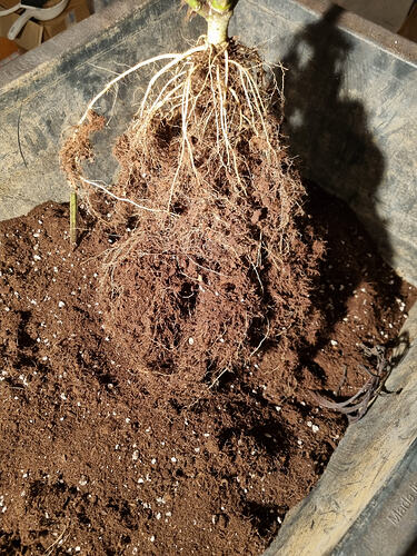 Ein gut entwickeltes Wurzelwerk einer Cannabispflanze, das aus einem Topf mit Erde herausgehoben wurde.