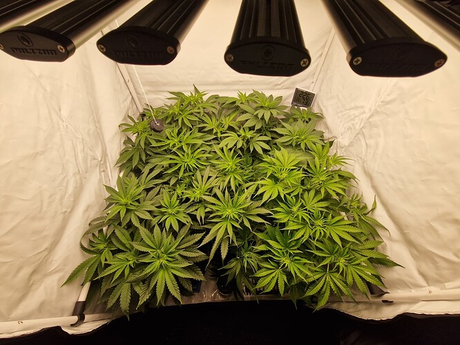 Growreport Bild 1