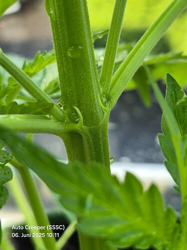 Growreport Bild 7