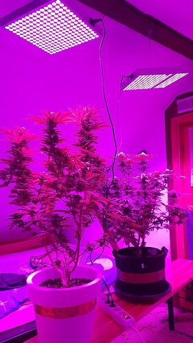 Growreport Bild 4