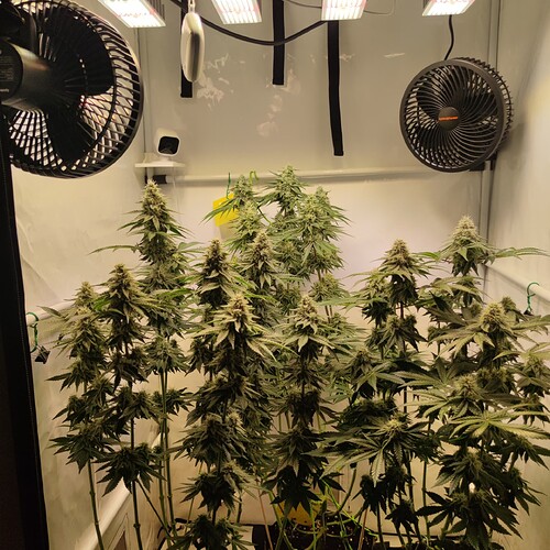 Growreport Bild 13