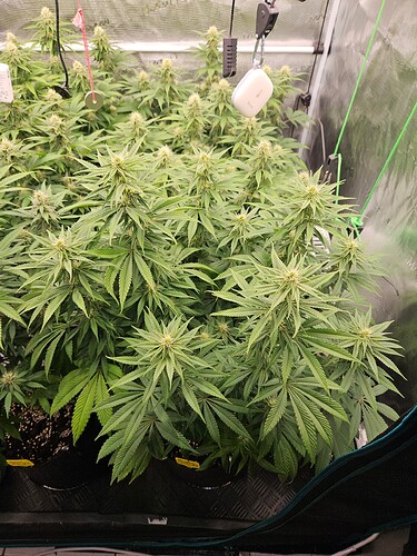Growreport Bild 4
