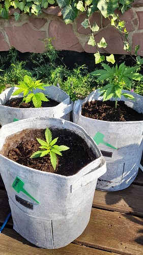 Growreport Bild 7