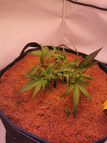 Growreport Bild 1