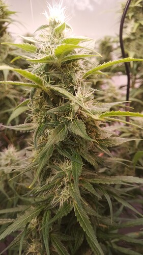 Growreport Bild 8