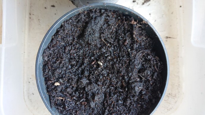 DSC_0002_BURST20240605200756020