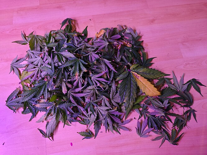 Growreport Bild 1