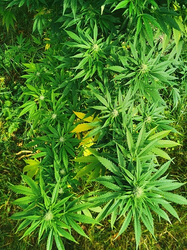 Growreport Bild 9