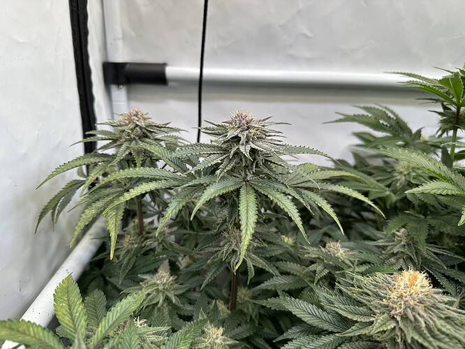 Growreport Bild 6
