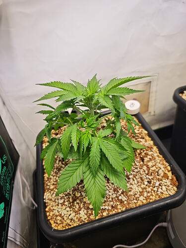 Growreport Bild 45