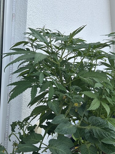 Growreport Bild 6