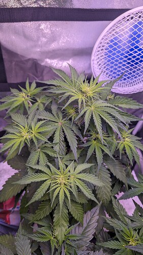 PXL_20240523_202037401