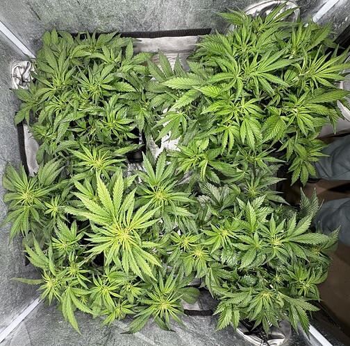 Growreport Bild 2