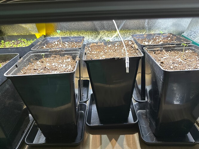 Growreport Bild 29