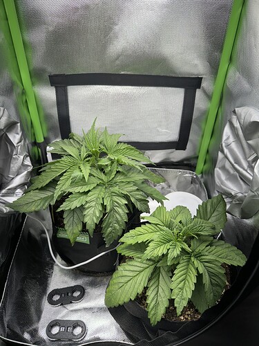 Growreport Bild 1