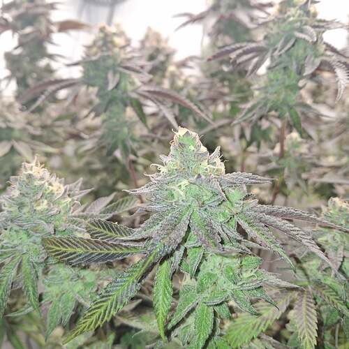Growreport Bild 9