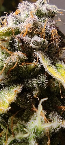 Growreport Bild 29