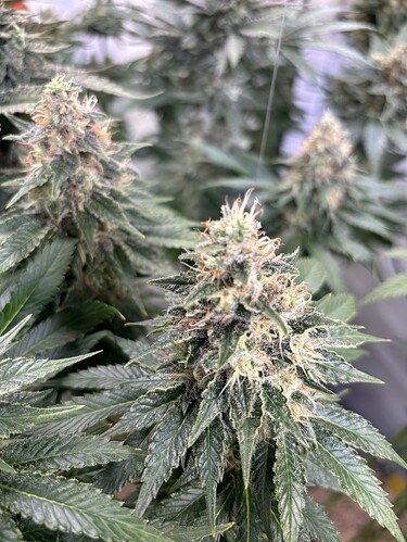 Growreport Bild 6