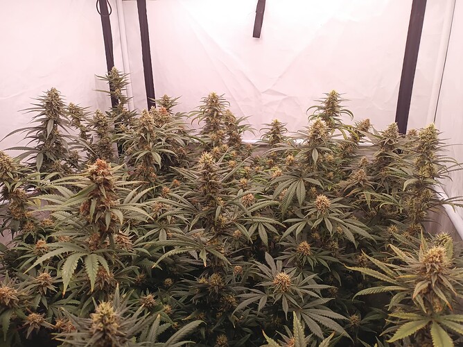 Growreport Bild 28
