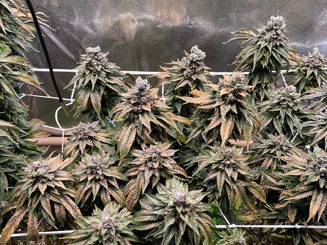 Growreport Bild 5