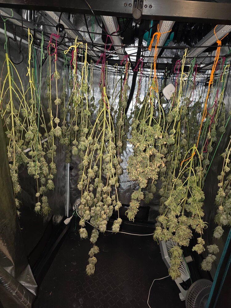2.Grow: Neues Jahr und wieder Glück? Super Silver Haze und Super Lemon Haze