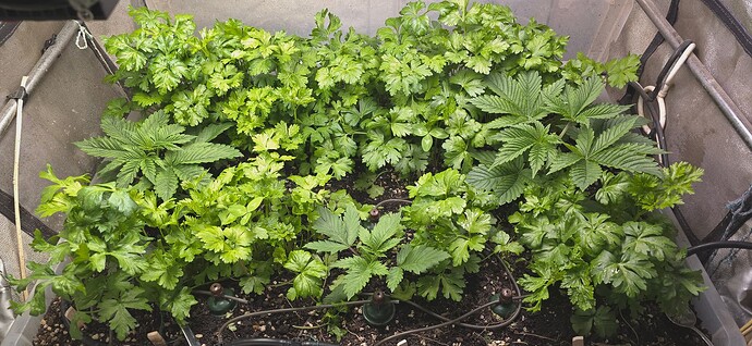 Growreport Bild 17