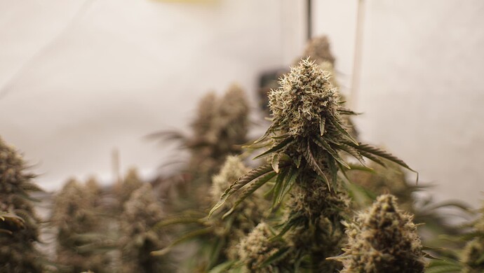 Growreport Bild 9