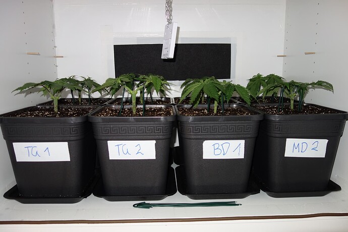 Growreport Bild 3