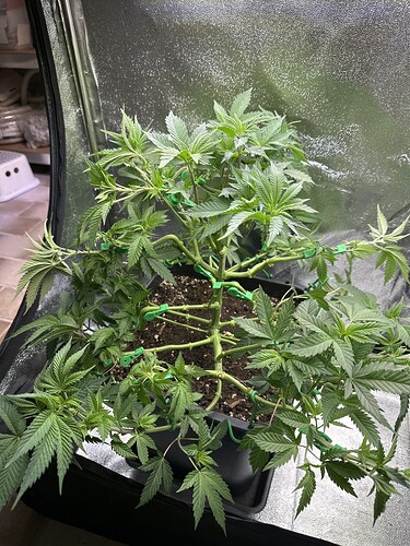 Growreport Bild 3