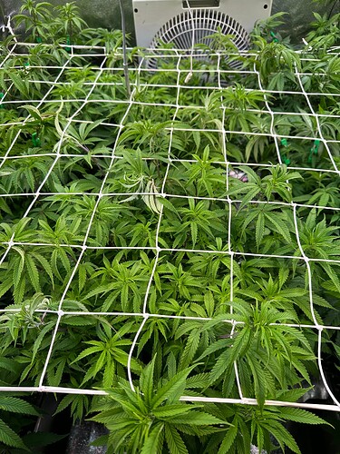 Growreport Bild 60