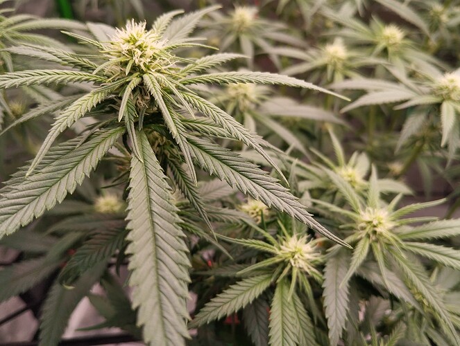 Growreport Bild 8