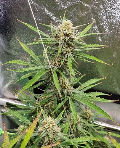 Growreport Bild 34