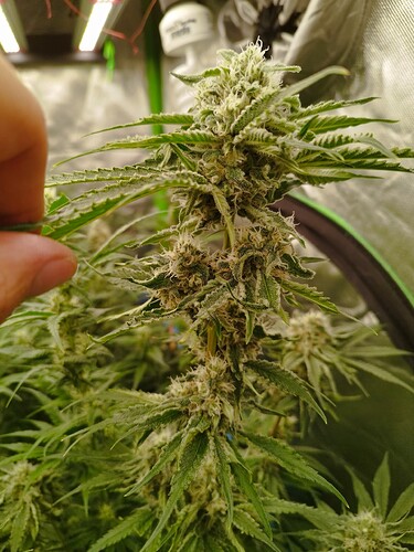 Eine Nahaufnahme eines Cannabis-Buds in der Blütephase, der von einer Hand gehalten wird.