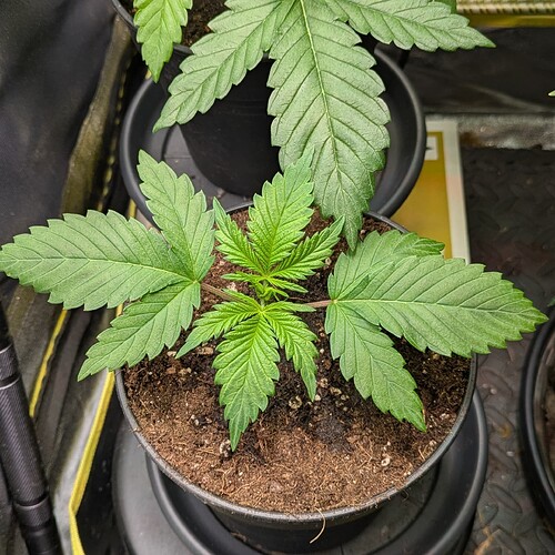 Growreport Bild 30