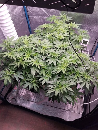 Growreport Bild 6